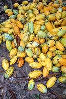 cocoa harvest in Belem do Para, Brazil photo