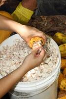 cocoa harvest in Belem do Para, Brazil photo