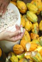 cacao cosecha en Belem hacer paraca, Brasil foto