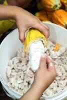 cocoa harvest in Belem do Para, Brazil photo