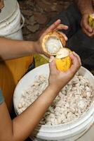 cocoa harvest in Belem do Para, Brazil photo