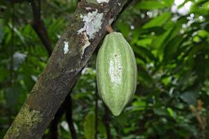 cocoa harvest in Belem do Para, Brazil photo