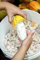 cocoa harvest in Belem do Para, Brazil photo