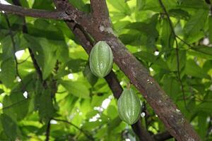 cocoa harvest in Belem do Para, Brazil photo