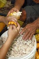 cocoa harvest in Belem do Para, Brazil photo