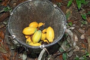 cocoa harvest in Belem do Para, Brazil photo