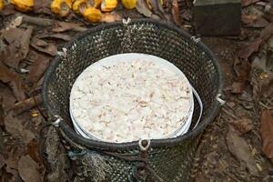 paneiro with fresh cocoa beans photo