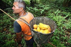 segador con cesto con cosechado cacao en su espalda foto