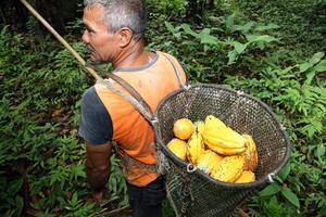 segador con cesto con cosechado cacao en su espalda foto