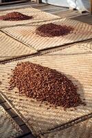 drying cocoa beans in the greenhouse photo