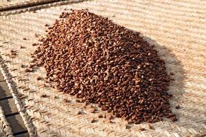 drying cocoa beans in the greenhouse photo