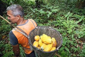 segador con cesto con cosechado cacao en su espalda foto