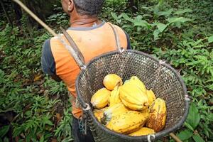 harvester with pannier with harvested cocoa on his back photo
