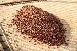 drying cocoa beans in the greenhouse photo