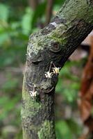 cocoa flower on the tree close up photo