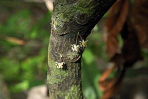 cocoa flower on the tree close up photo