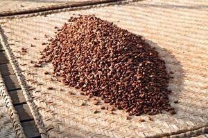 drying cocoa beans in the greenhouse photo