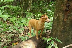 pet dog that usually accompanies the cocoa collector photo