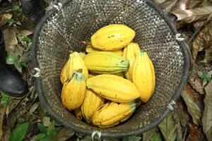 cacao cosechado en el cesta visto desde encima foto