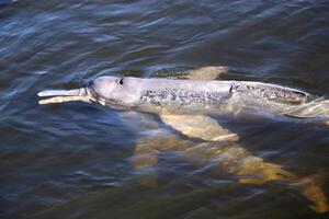 gris delfín, simpático mamífero ese existe en cantidad en el tocantins río en Belem hacer paraca, Brasil foto