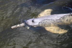 gray dolphin, friendly mammal that exists in quantity in the Tocantins River in Belem do Para, Brazil photo