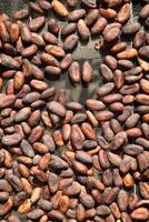 dried cocoa beans seen from above photo