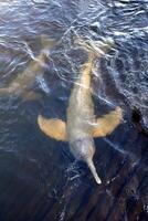 gris delfín, simpático mamífero ese existe en cantidad en el tocantins río en Belem hacer paraca, Brasil foto