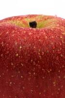 red wet Fuji apple on white background photo