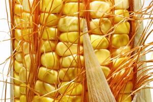 fresh corn seen in various ways and angles photo