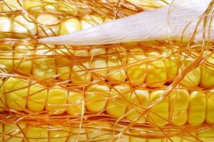 Fresco maíz visto en varios formas y anglos foto