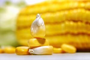 fresh corn seen in various ways and angles photo