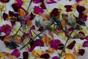 Unusual flowers for gift, metal roses against background of fresh flower petals photo