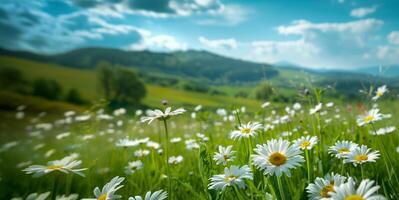 A field of white flowers with a blue sky in the background. Beautiful summer natural landscape background photo