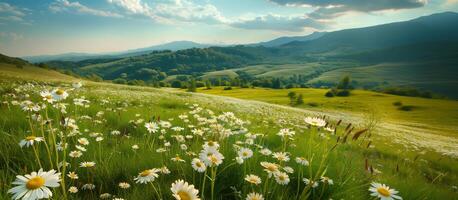 A field of white flowers with a blue sky in the background. Beautiful summer natural landscape photo