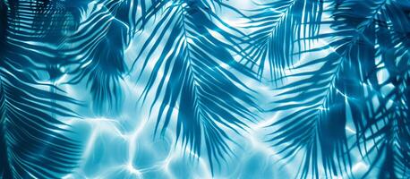 A blue leafy background with a palm tree in the foreground photo