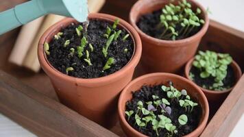 Pots with various vegetables seedlings. video