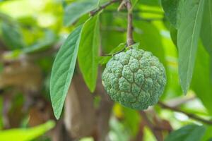 Custard apple ripens while still on the tree. custard apple or sugar apple is fruit whose flesh is white and has oval seeds. Flesh is sweet and delicious to eat is commonly found in tropical countries photo