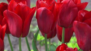 rosso tulipani fioritura nel primavera. sfocatura bokeh. tulipano fiore natura. floreale sfondo. botanico giardino. fioritura mini cuffie. fioritura umore. bellissimo estetico petalo pianta. il ondeggiante di il vento. soleggiato giorno. video