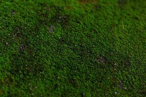 Green fresh moss grows up on the rock in natural background theme. The mosses sit within division of plant. photo