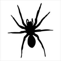 The dark outline of a tarantula spider. An very hazardous arachnoid with venomous teeth and big, fuzzy paws. A dangerous bug that is waiting for its intended victim. Ideas for Halloween horror. vector