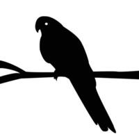 Parrot sitting on a branch silhouette on a white background. vector