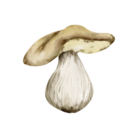 White mushroom boletus watercolor illustration, HAnd drawn forest food, autumn harvest season. Edible fall fungus for tourist, camping, trip label design. Botanical wood clip art png