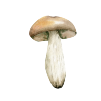 boletus fungo acquerello illustrazione. spugnoso vegetariano buongustaio cucina.commestibile fungo. autunno clip arte per Imballaggio, menù, grossolano logo design png