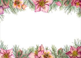 Horizontal winter frame with hellebores and Xmas tree branches. Evergreen plants, pine, spruce, winter flowers. Watercolor illustration. vector