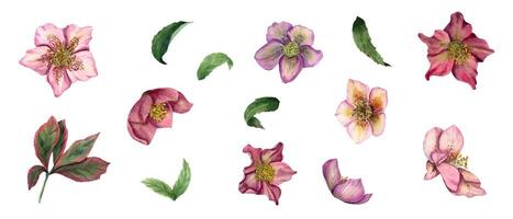 Hellebore with leaves. Helleborus branch. Clip art of Spring flowers. Watercolor illustration. vector