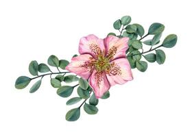 Pink Hellebore with green herbs. Spring plants. Helleborus flower head with eucalyptus branches. Garden flowers. Watercolor illustration. vector