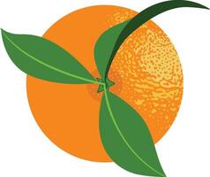 Fresh orange with leaves isolated vector
