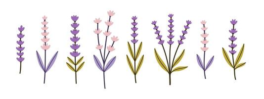 Lavenders, Provence flowers set. French floral herbs with pink and violet blooms. Simple flat collection of wild field Lavandula drawings. Illustration isolated on white background. vector