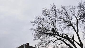 A professional arborist cuts a tree branch with a chainsaw in winter. A man on insurance with a helmet, cuffs. Vertical video