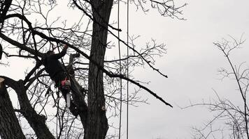 ein Person, Mann, Baumpfleger ist Hacken und Schneiden ein Baum im Vorderseite von ein Haus unter das wolkig Winter Himmel, Ändern das natürlich Landschaft video